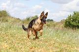 BERGER ALLEMAND 243